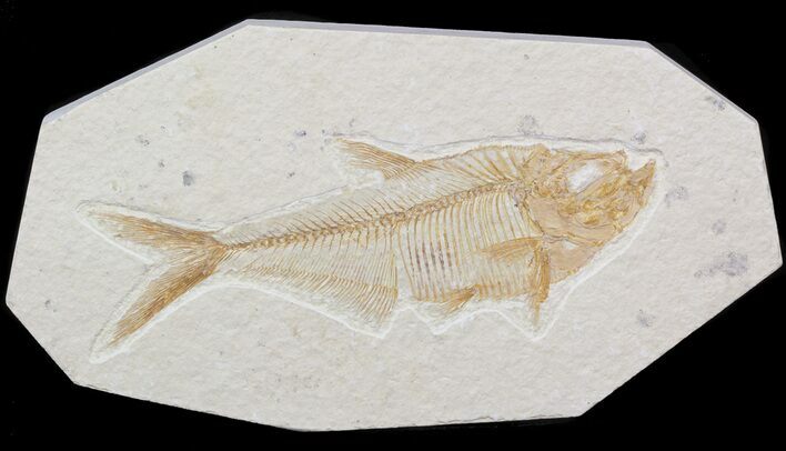 Nice, Diplomystus Fossil Fish - Wyoming #40760
